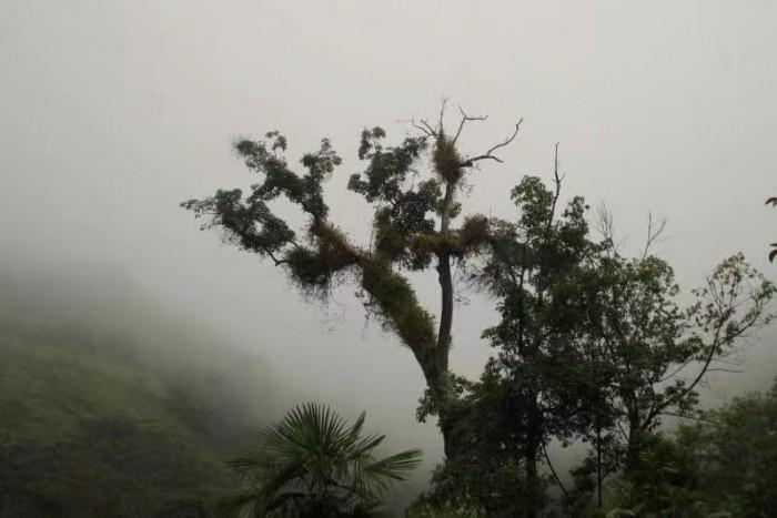 植物大战僵尸反击篇